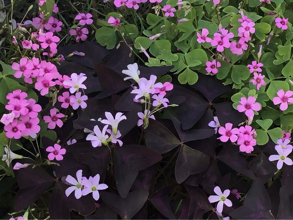 お出かけ先の画像 by **花ママ**さん | お出かけ先とオキザリスと今日も笑顔で♡と小さなしあわせ♡とキュンキュン乙女倶楽部と千葉県とピンクの花と@naturalと部員No248と柏市とお花が好き♡とピンク色の花と可愛いと花のある暮らしとかわいいとかわいいな♡