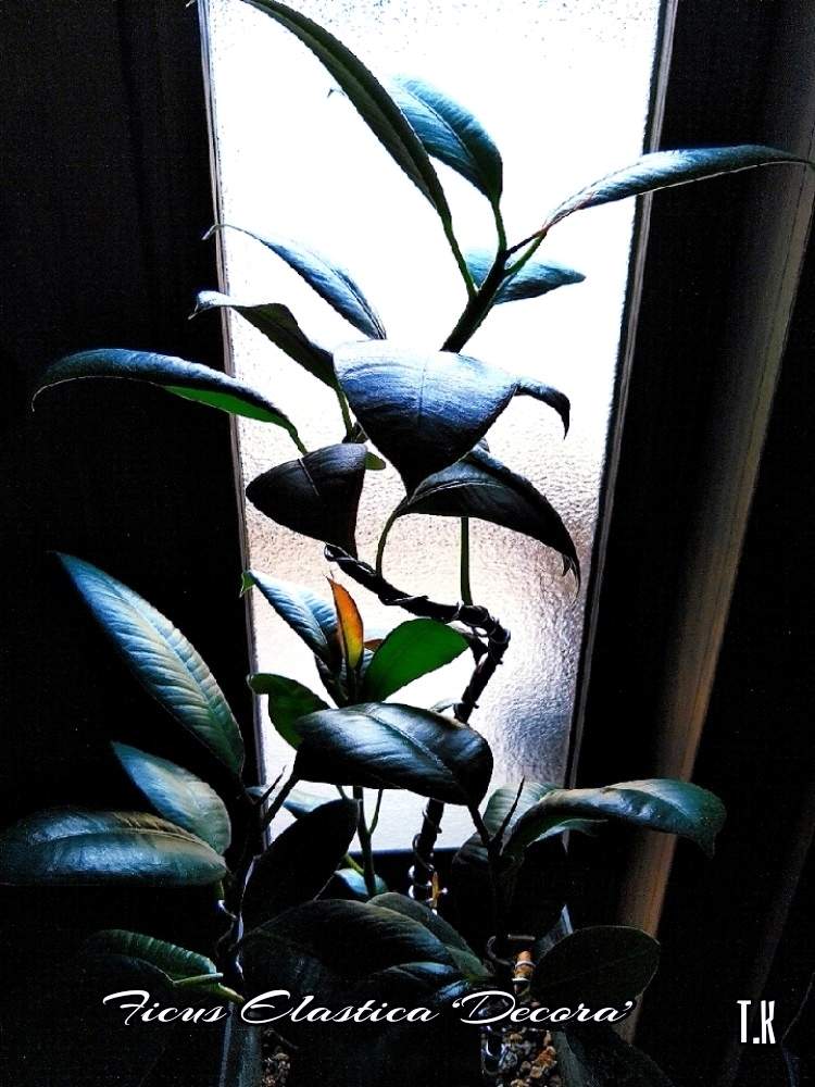 玄関の画像 by T.Kさん | 玄関と観葉植物を楽しむと曲げ木に挑戦と観葉植物と植物男子とフィカス属と ゴムの木とゴムの木❇︎と曲げ木