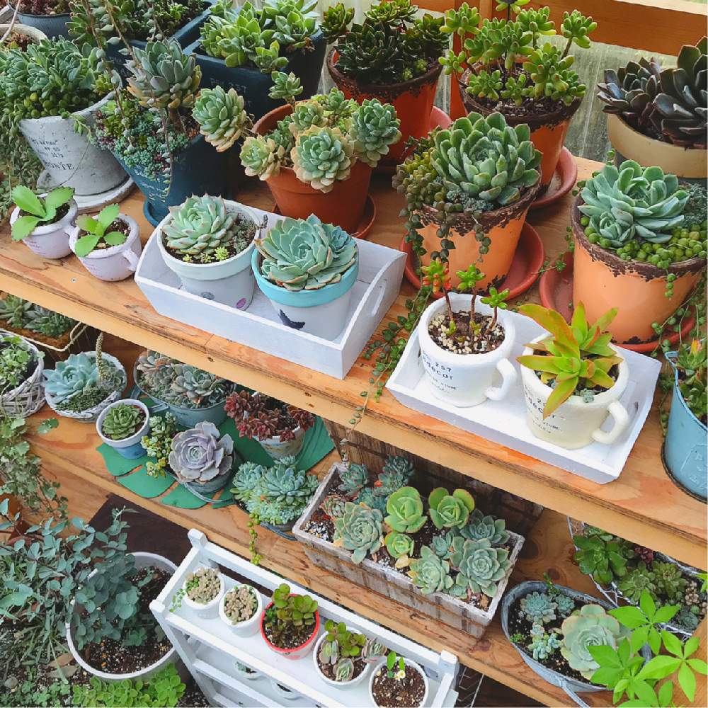 小さな庭の画像 by くみさん | 小さな庭と多肉植物と観葉植物と植物のある暮らしとがんばれ 千葉!!と多肉大好きと寄せ植えとお気に入り♡と癒しと紅葉する多肉と多肉植物寄せ植えとくみの温室と多肉女子とがんばろう福島と可愛いとガーデニングと花のある暮らしとかわいいな♡と多肉寄せ植え
