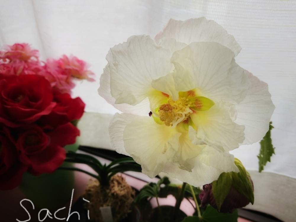窓辺の画像 by sachiさん | 窓辺と造花ですと酔芙蓉(すいふよう)と花のある暮らしと樹木の花と今日の花便り