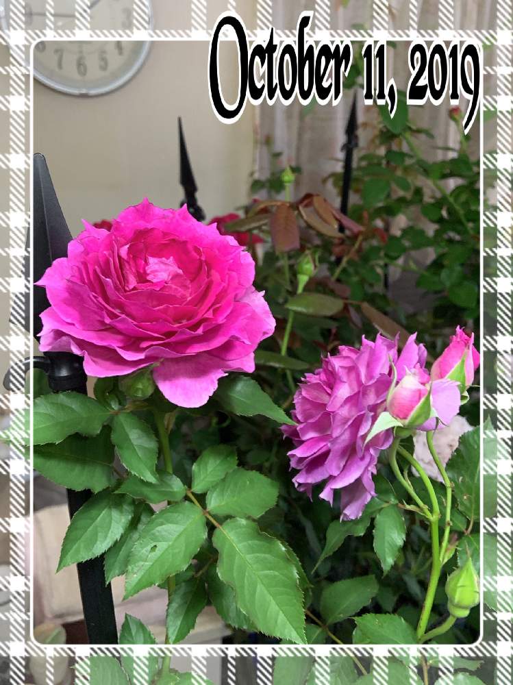 部屋の画像 by くろもみじさん | 部屋とシェエラザードといいかおりとばら バラ 薔薇と薔薇愛同盟と台風とバラの蕾と全部GSのせいだといい香りと小さな小さな庭と花のある暮らしとロサオリエンティスとばら 薔薇 バラと三種の神器とバラのつぼみと薔薇の花