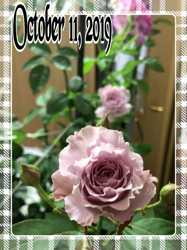 小さな庭の画像 by くろもみじさん | 小さな庭とリベルラといいかおりとばら バラ 薔薇と薔薇愛同盟と台風とバラの蕾と全部GSのせいだと京阪F&Gローズといい香りと小さな小さな庭と花のある暮らしとばら 薔薇 バラと三種の神器とバラのつぼみと薔薇の花とリベルラ☆