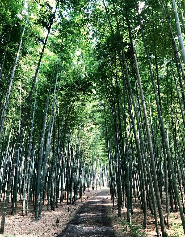 お出かけ先の画像 by ムラッチさん | お出かけ先といやされると竹林と栃木県と宇都宮と竹やぶ
