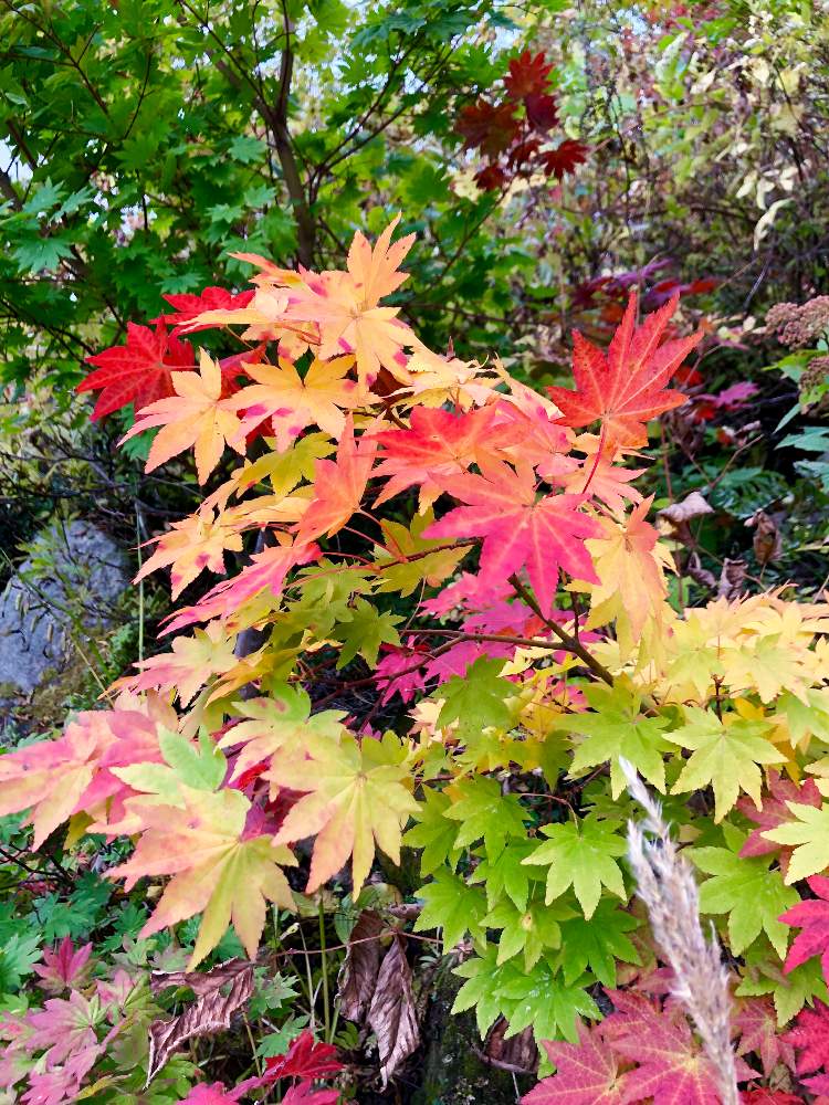 お出かけ先の画像 by ふぇるめーる さん | お出かけ先とオオモミジと花のある暮らしと紅葉(こうよう)