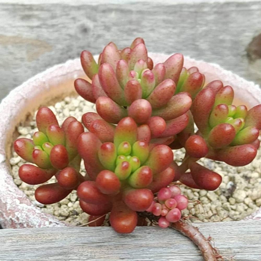 広い庭の画像 by smilehappynaturalさん | 広い庭と多肉植物と 虹の玉と北部九州多肉の会とGS映えとナチュラルガーデンとGS日和とno green no lifeと緑のある暮らしとnaturalgardenと秋に作った寄せ植えフォトコンと多肉好きな人と繋がりたいと多肉女子と庭のある暮らしとF29会とタニラーとjunkgardenとガーデニングと花のある暮らしと多肉寄せ植え