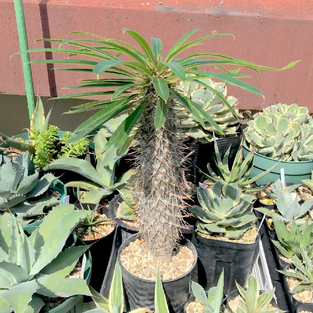 バルコニー/ベランダの画像 by たねさん | バルコニー/ベランダとパキポディウム・ラメリーとPachypodium lamereiと多肉植物とパキポディウム属と福岡とたねんちのパキポとPachypodium