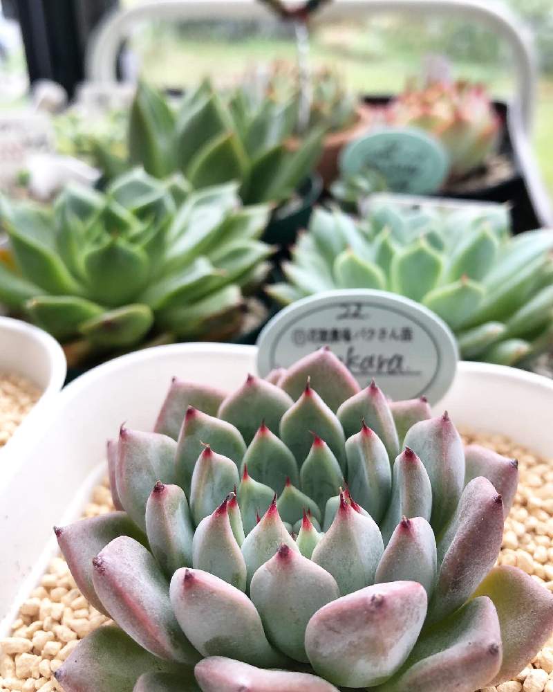 バルコニー/ベランダの画像 by Misakiさん | バルコニー/ベランダとアンカラと多肉植物とSucculentgardenMisakiと韓国苗に夢中(ㅅ´ ˘ `)♡とcoco et nicoと千葉県と多肉大好きと多肉が癒しですと多肉避難と多肉女子とパクさん苗と韓国苗と多肉植物アレンジメントインストラクター