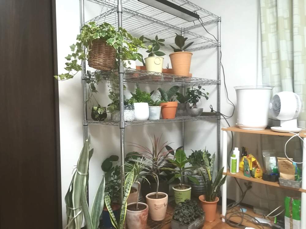 寝室の画像 by じーこさん | 寝室と観葉植物と室内避難とベランダの植物と集合写真