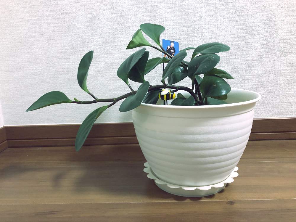 部屋の画像 by みほさん | 部屋とペペロミアオブツシフォリアと相談