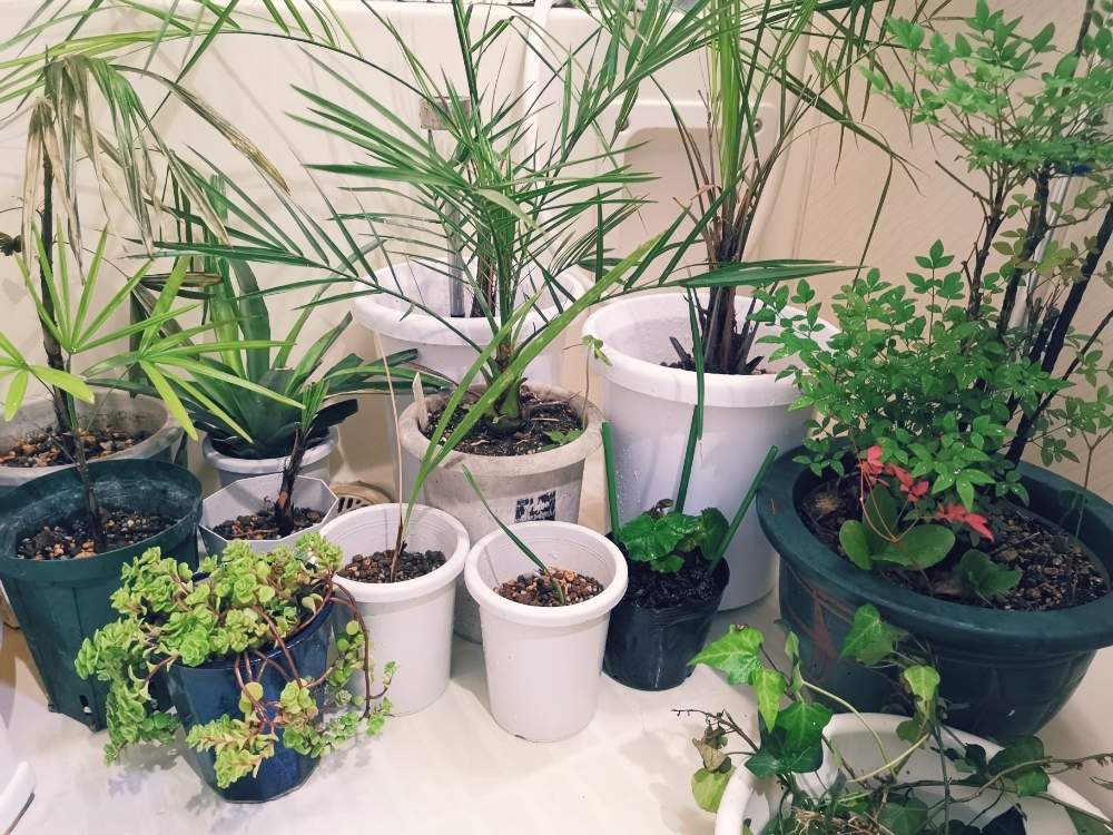 の画像 by ひろさん | ヤシの木とナンテンとアイビーと多肉植物と着生植物と多肉男子と観葉植物と多肉女子と光合成とDIYとシダ植物と花のある暮らしと家庭菜園奮闘日記と熱帯植物とプラスチックスマートとインテリアグリーンとグリーンとグリーン!グリーン!グリーン!と台風から避難と避難