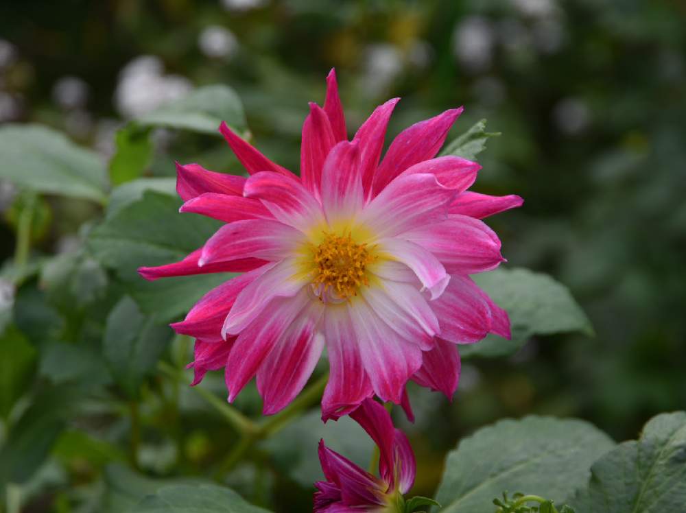 お出かけ先の画像 by hide♂さん | お出かけ先とダリアと旭川とピンクの花とフォロー歓迎とお写ん歩と綺麗と癒されると上野ファームとお出掛け先と可愛いと花のある暮らしと北海道と背景ボケといいね❤️フォロー❤️コメント❤️ありがとうとダリア☆