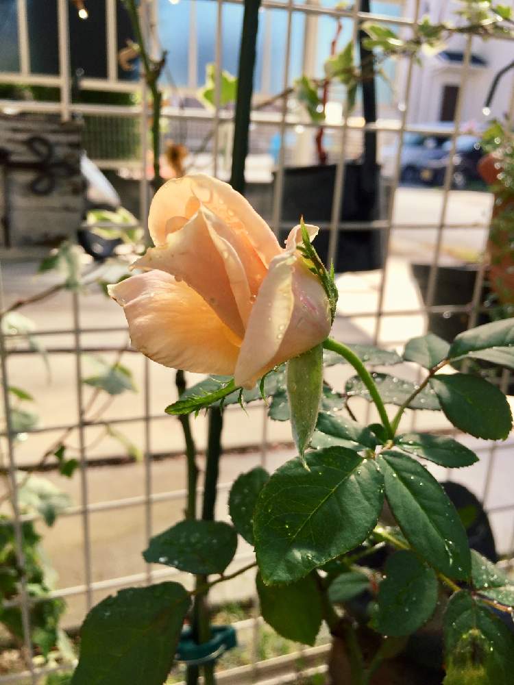 小さな庭の画像 by ナオさん | 小さな庭と薔薇と花のある暮らし