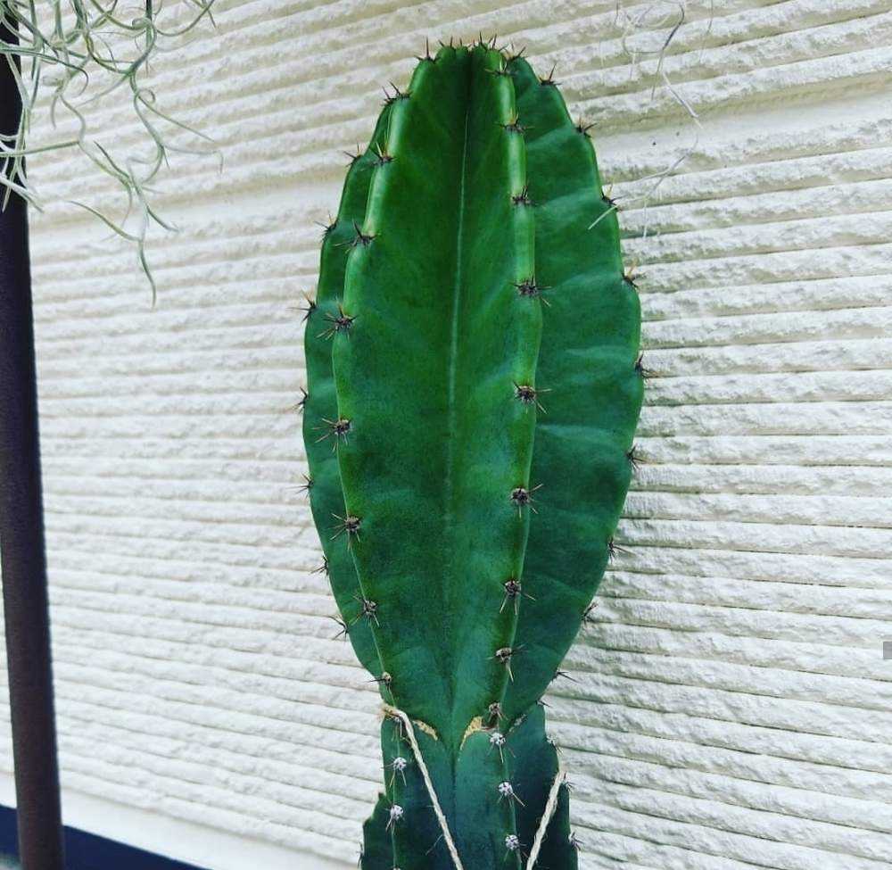アプローチの画像 by _little_birdy_さん | アプローチと柱サボテンと多肉植物と試行錯誤と サボテンと地植えと経過観察