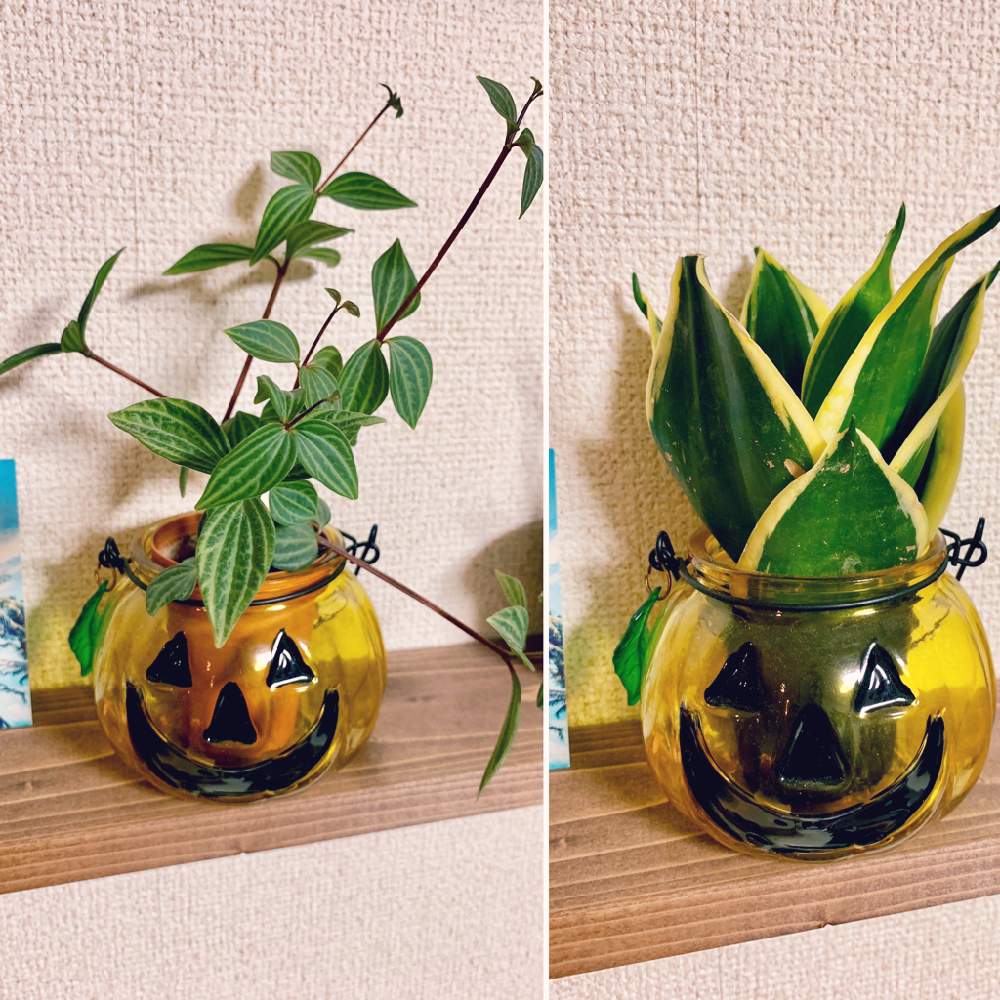 インテリアの画像 by きょうすけさん | インテリアと植物のある暮らしとグリーンのある暮らしと100均とわが家の観葉植物❢とサンセベリア属とハロウィンと植中毒とリビングとジャングル化計画とインテリアグリーンと植物に癒されて