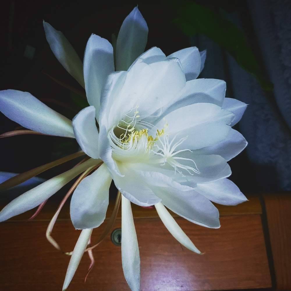 寝室の画像 by このはなこゆきさん | 寝室と何気にサボテン。と植中毒と今日の一枚と月下美人。と花のある暮らしと無農薬有機栽培と挿し木で育てる。