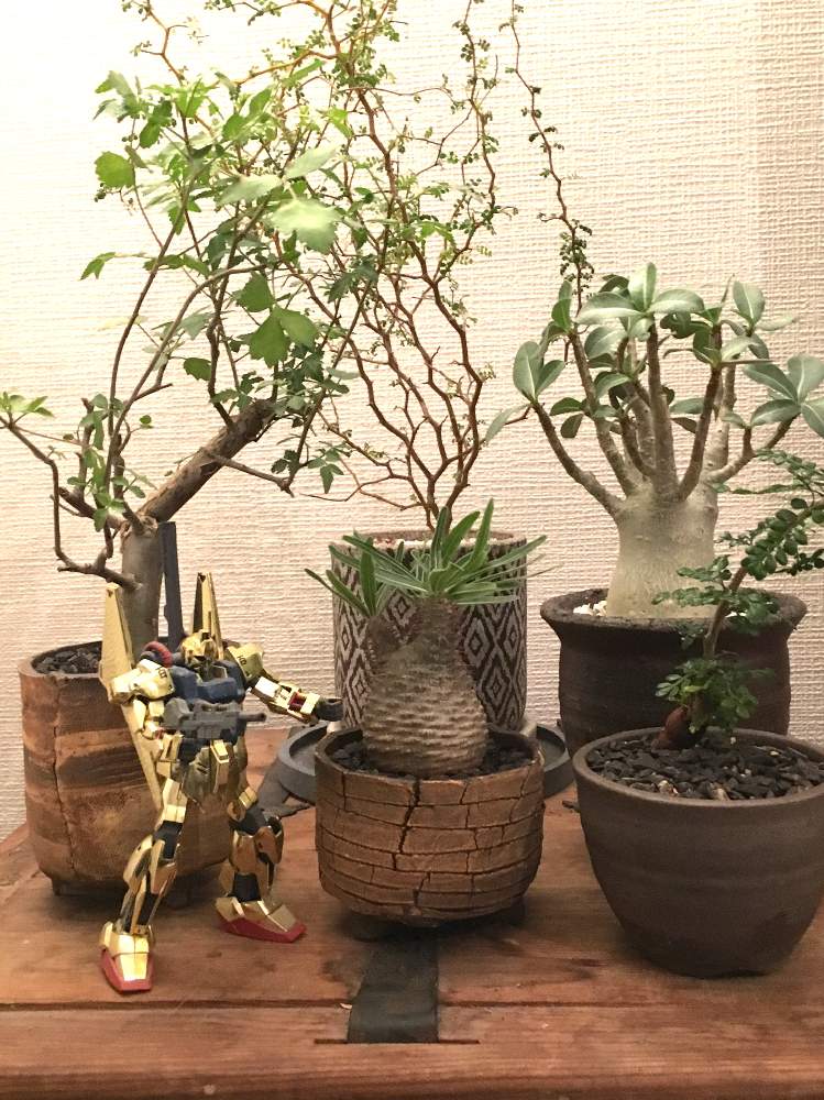 部屋の画像 by ナッシーさん | 部屋とアデニウム属とパキポディウム属とボタニカルライフとカンラン科ブルセラ属とブルセラファガロイデスとオペルクリカリア・デカリーと灌木と植中毒と#パキポディウム•グラキリスと塊根植物