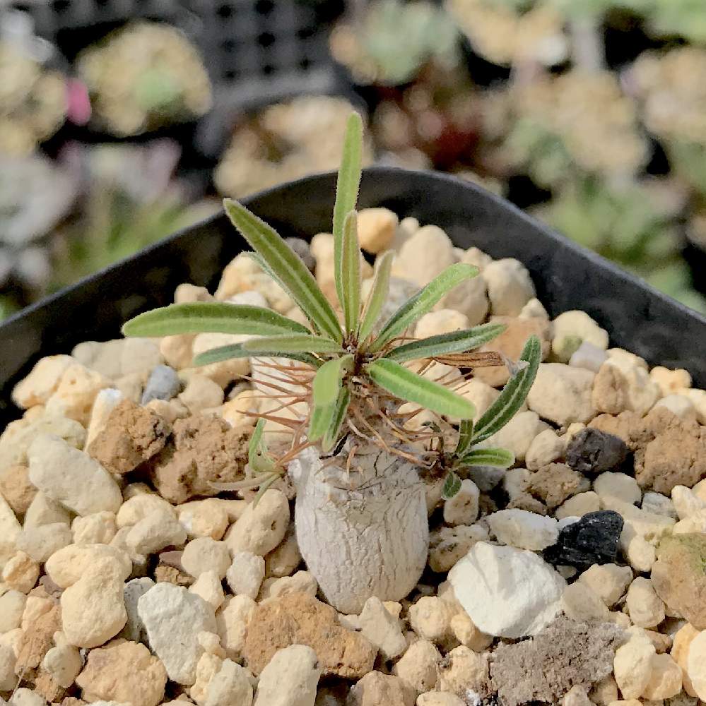 バルコニー/ベランダの画像 by たねさん | バルコニー/ベランダとパキポディウム・グラキリスとPachypodium rosulatum var.graciliusと多肉植物とパキポディウム属と福岡とたねんちのパキポとPachypodium