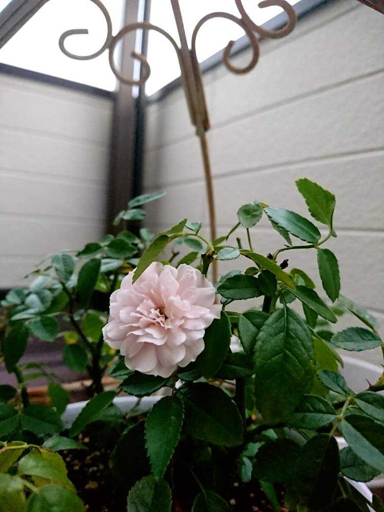 テラスの画像 by TAYA's lab.さん | テラスとミニバラとグリーンアイスとミニバラ鉢植えと小さくてカワイイ花とハンギングとバラ 鉢植えとグリーンのバラとグリーンの花とミニバラ グリーンアイスと咲いたと花のある暮らしと小さな花とグリーンと✨持ち株リスト✨と✨たやグリーンアイス✨
