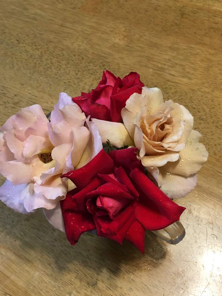 キッチンの画像 by リーさん | キッチンと薔薇とバラ ジュリアと赤い薔薇とジュリアと台風に負けないと咲いてくれてありがとう❤と手作りの庭と育てるの楽しみとお気に入り♡と❤️いいね、ありがとうとうちの花は美人さん!と元気に育て!と花のある暮らしと朝の楽しみと薔薇好きさんと繋がりたい