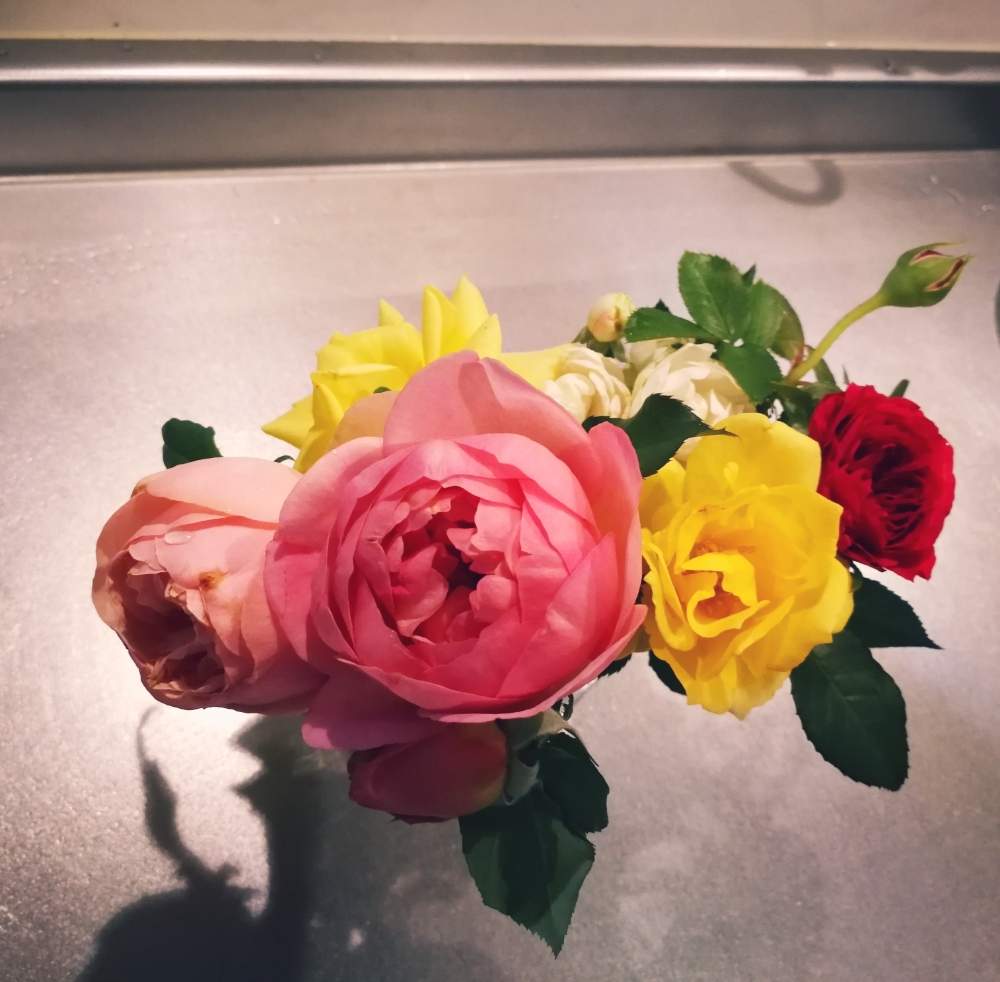 キッチンの画像 by ミルキーさん | キッチンとゴールドバニーとボスコベルと花のある暮らしとバラ好きと薔薇愛同盟と庭摘みの花