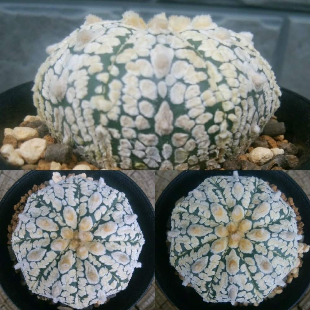 畑の画像 by CCCRスキさん | 畑とサボテンとスーパー兜と多肉植物とサボテン科と癒し…と植中毒と多肉植物とサボテンとしあわせ♡とタニラーと花のある暮らしと山川名人