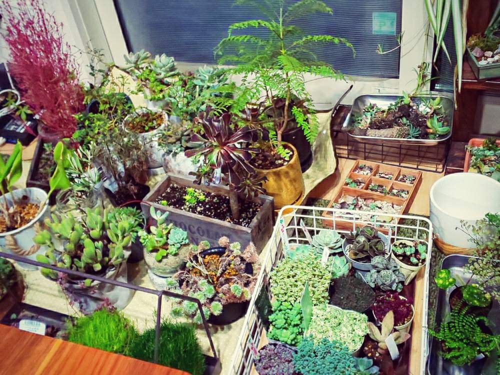 部屋の画像 by chip sp.さん | 部屋と観葉植物と台風避難と今日の一枚と室内避難