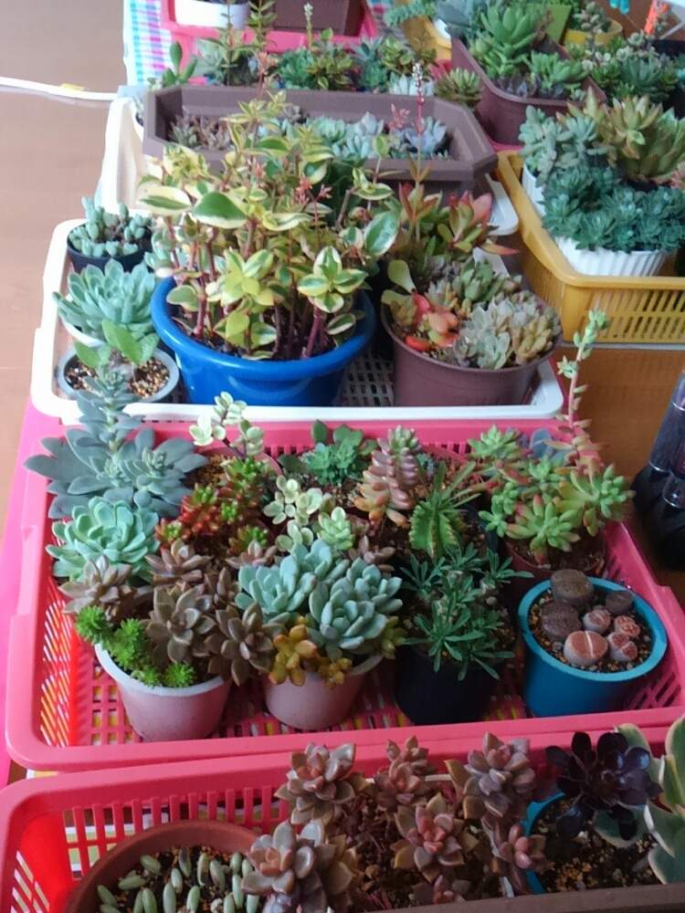 の画像 by ひよこ先生さん | 多肉植物と岩手県と雨風対策と台風対策と多肉女子