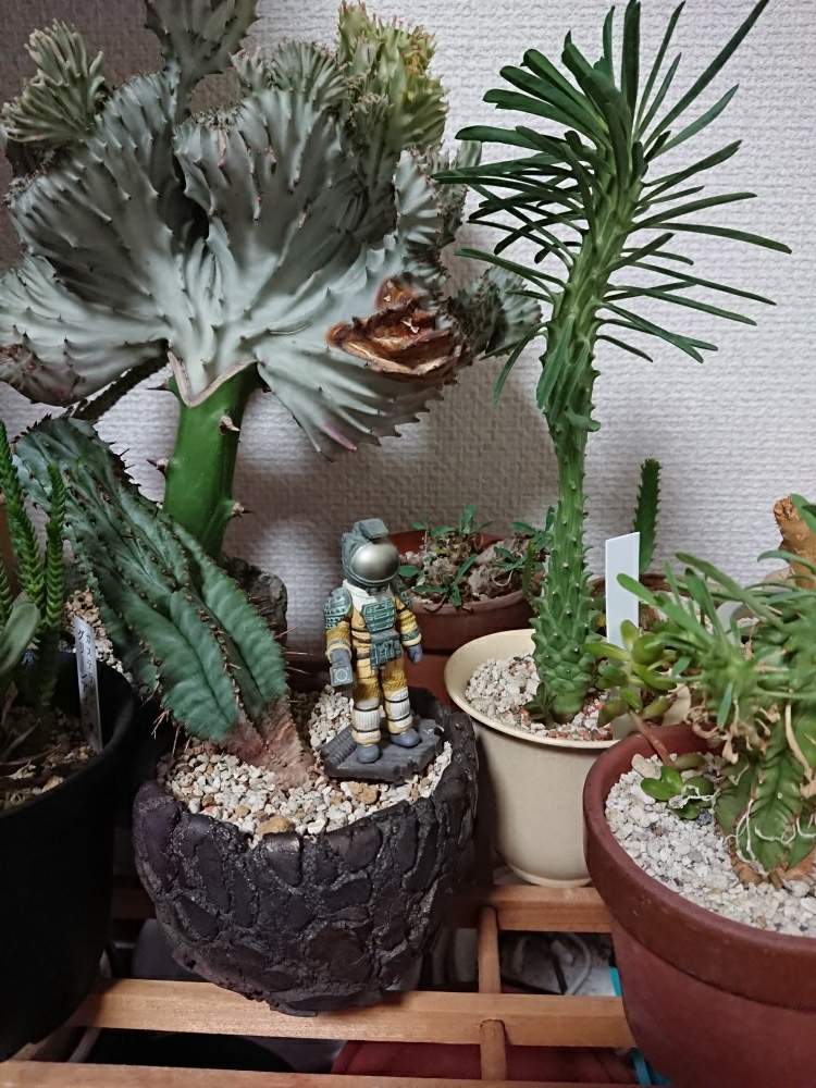 部屋の画像 by ブッチャンさん | 部屋とジャンクジャングルバルコニーとHTCとHTC94番(^ω^)と狸太郎と珍奇植物とHTC社員とバルコニスト
