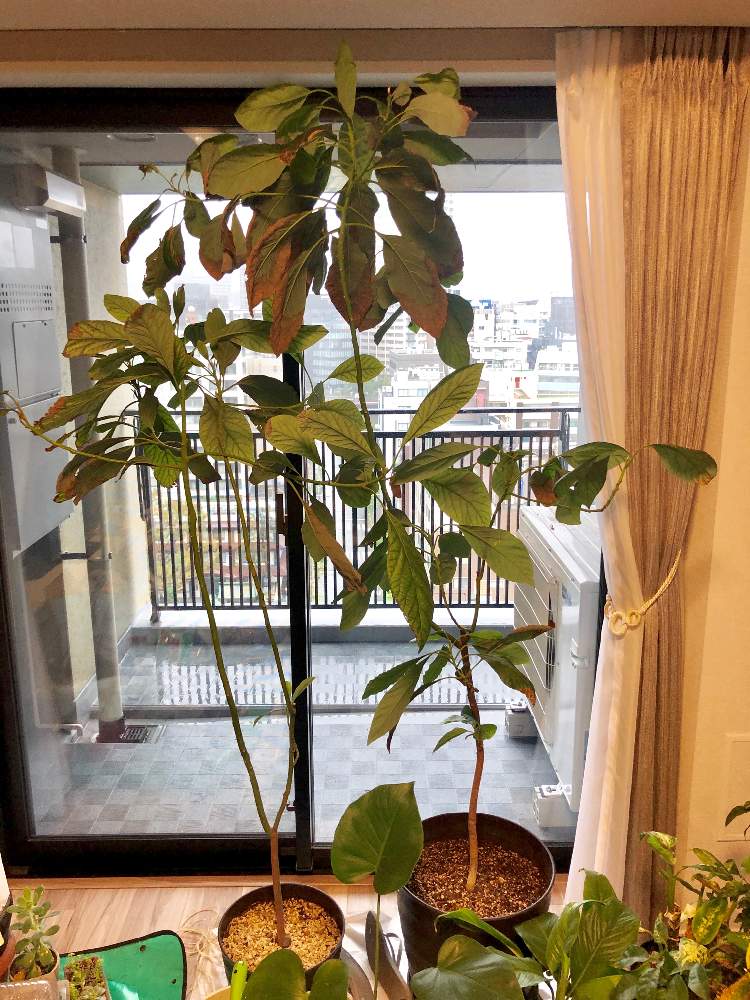 窓辺の画像 by marineblueさん | 窓辺とアボカドとavocadoと育てる楽しみと台風接近と大きいサイズとno green no lifeと台風対策とi love plantsと自然には勝てない
