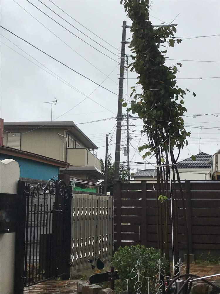 小さな庭の画像 by Half moon さん | 小さな庭と台風対策と台風19号