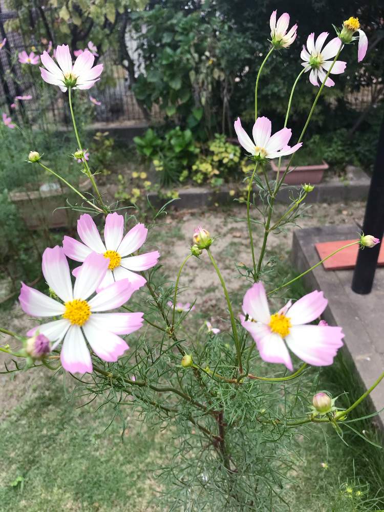 の画像 by コーちゃんさん | コスモス ♪と小さい庭と庭の花たちと花のある暮らしとチーム福岡