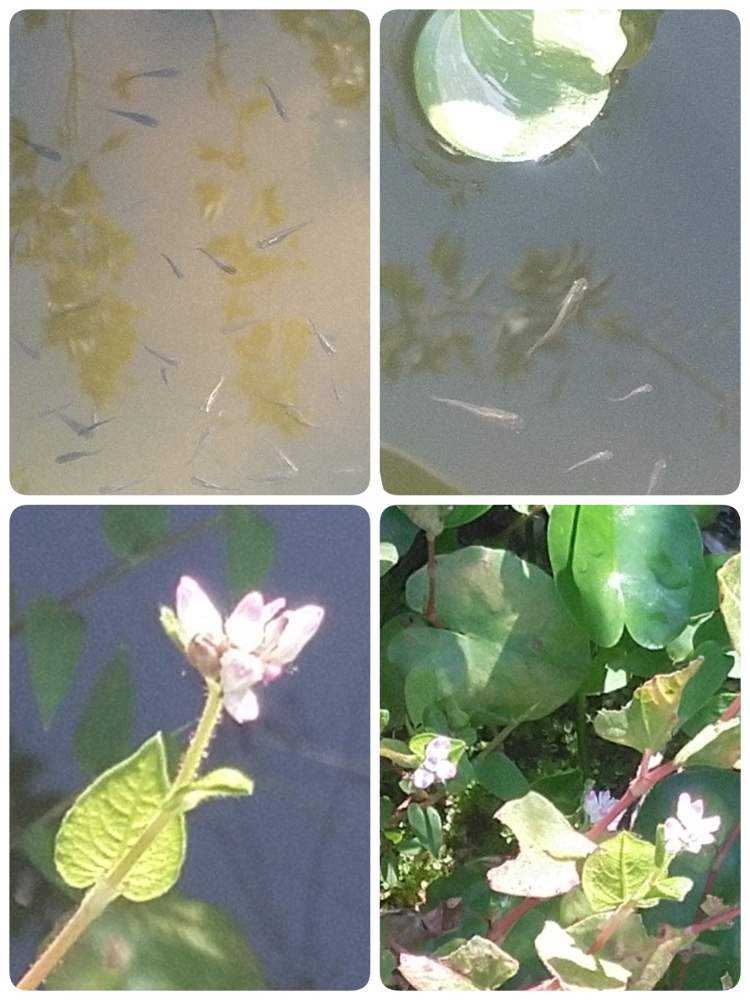 小さな庭の画像 by ガラスビンさん | 小さな庭とミゾソバと花のある暮らしと水草とメダカとGS 日和と自然風の庭作り