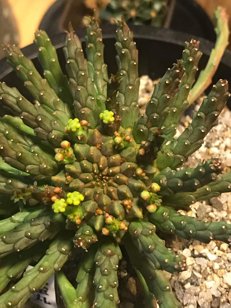 バルコニー/ベランダの画像 by lookplantsさん | バルコニー/ベランダと孔雀丸と塊根植物とサボテン☆とユーフォルビア・孔雀丸