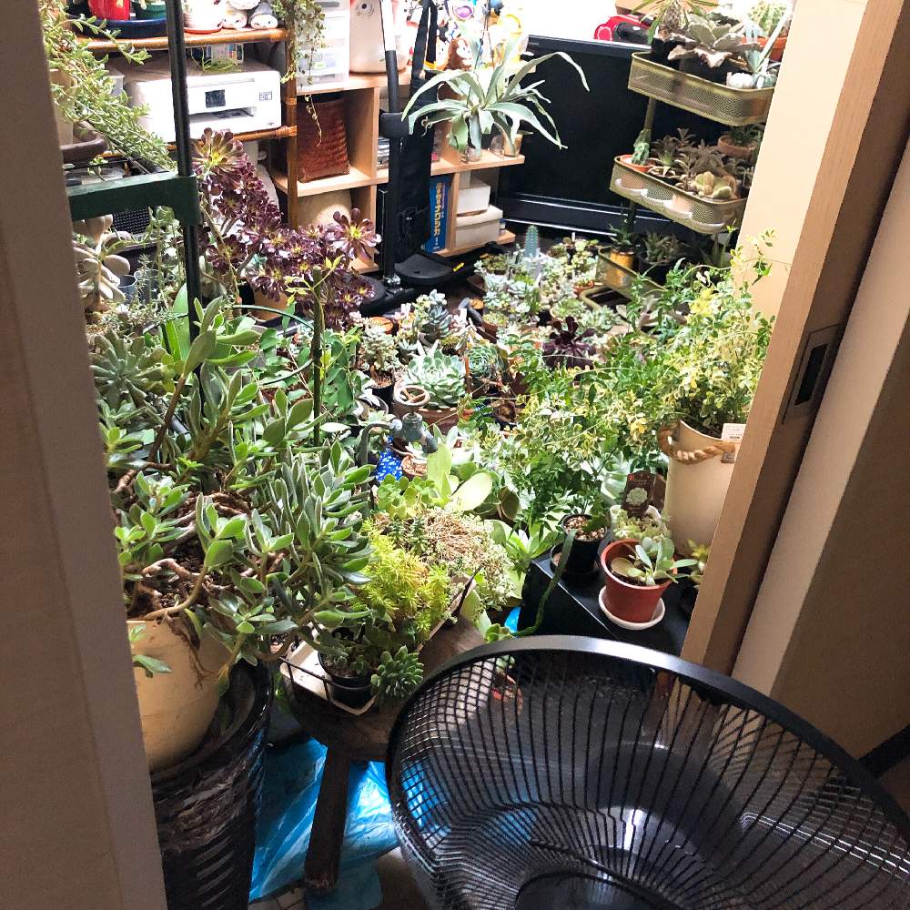 部屋の画像 by bonbuu Noirさん | 部屋とはっぱを楽しむと多肉植物とタニパトと男前植物とボタニカルライフと千葉県とネコ好きとベランダガーデニングとはっぱと植中毒と多肉女子とネコと植物とプクプクとタニラーとベランダーとビザールプランツとバルコニストとむちむちぷくぷく