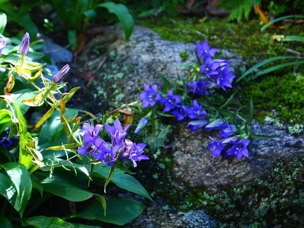 の画像 by ユカリさん | リンドウと茶花と山野草と漢字表記好きと母の庭と和風の庭