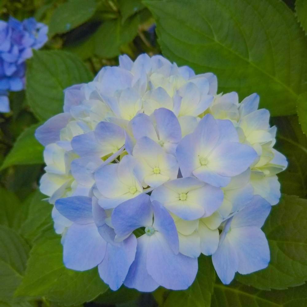 小さな庭の画像 by EMMAさん | 小さな庭と四季咲きアジサイ 霧島の恵と岩手県と紫陽花 アジサイ あじさいとアジサイ 紫陽花と鉢植えと花のある暮らしと鉢植えアジサイ
