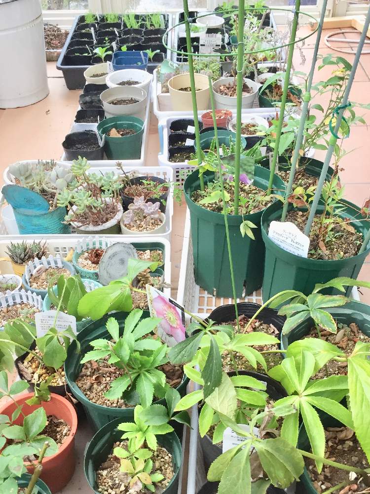 テラスの画像 by Mの森さん | テラスと台風避難と花のある暮らしと植中毒とHTC