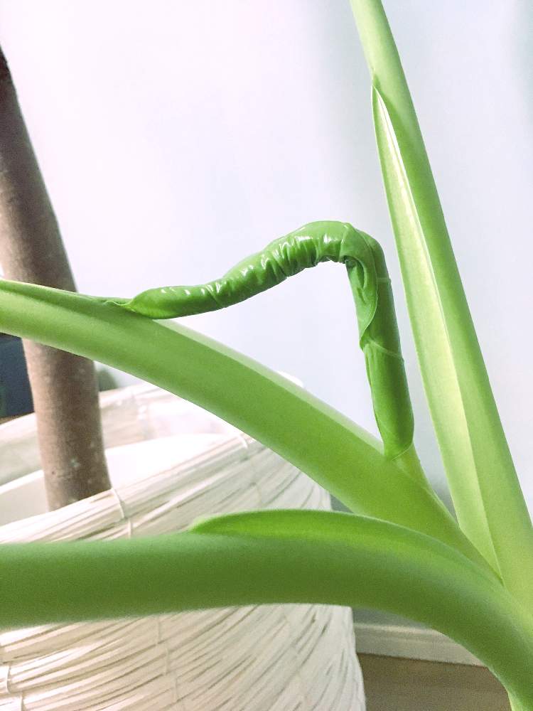部屋の画像 by スゥジィさん | 部屋とクワズイモと観葉植物と新芽とサトイモ 科とイモ科はいいぞ