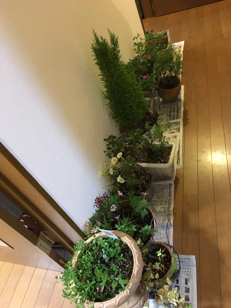 階段/廊下の画像 by リーさん | 階段/廊下と植物いろいろと台風に負けないと育てるの楽しみと台風接近と❤️いいね、ありがとうと花のある暮らしと台風避難