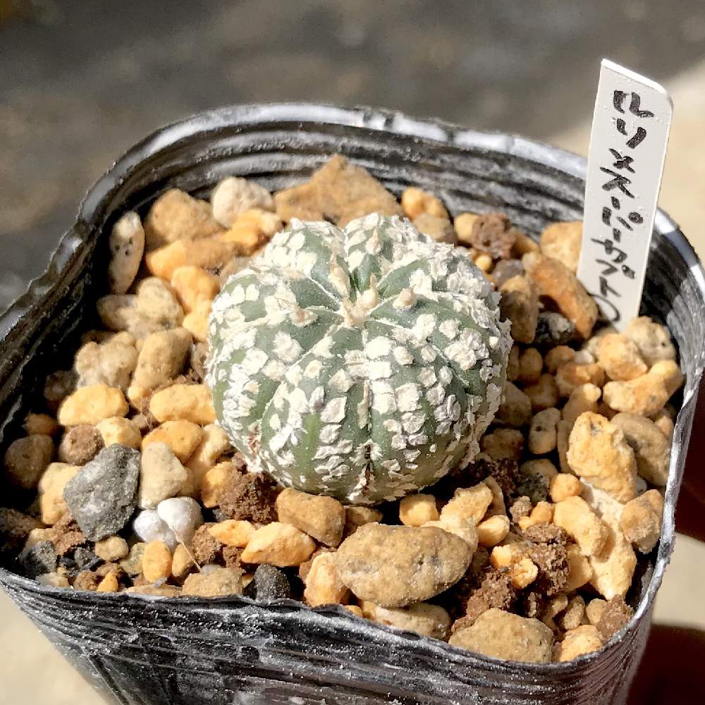 バルコニー/ベランダの画像 by たねさん | バルコニー/ベランダとAstrophytum asteriasと瑠璃兜×スーパー兜と多肉植物とサボテン科と福岡とたねんちのアストロとAstrophytumとたねんちのサボとアストロフィツム属