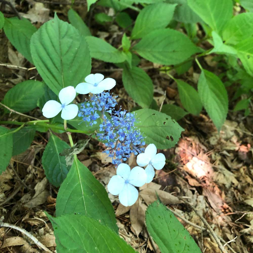 お出かけ先の画像 by Ayaaa.さん | お出かけ先と名前を教えて!と道草と花のある暮らしとグリーンのある暮らし