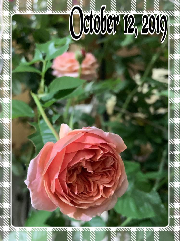 部屋の画像 by くろもみじさん | 部屋とバラ パウルクレーといいかおりと幸せとばら バラ 薔薇と薔薇愛同盟と台風とバラの蕾と全部GSのせいだとアップルローゼスといい香りと花のある暮らしとばら 薔薇 バラと三種の神器とバラのつぼみと薔薇の花とパウル クレー