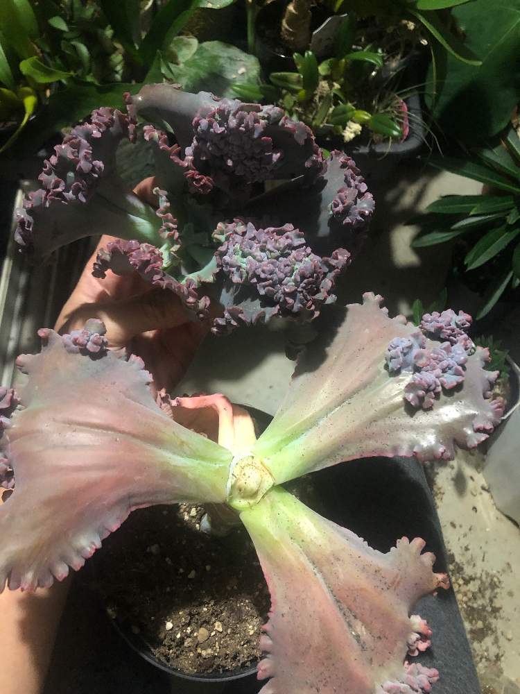 エクステリアの画像 by cphzさん | エクステリアとエケベリア ゴルゴンズグロットとEcheveria 'Gorgon's Grotto'と多肉植物とエケベリア属
