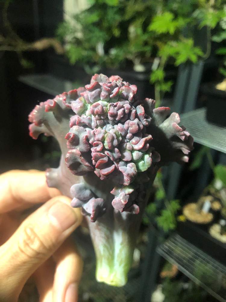 エクステリアの画像 by cphzさん | エクステリアとエケベリア ゴルゴンズグロットとEcheveria 'Gorgon's Grotto'と多肉植物とエケベリア属