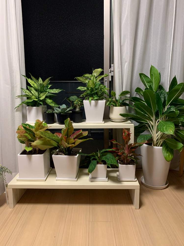 窓辺の画像 by ハルさん | 窓辺と観葉植物とわが家の観葉植物❢とno green no lifeとグリーングリーン♪とアグラオネマ属と植中毒とイモ科はいいぞとリビングとリビング窓辺