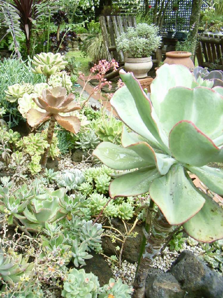 の画像 by みゆさん | 犬好きと多肉植物と2008年植えてと多肉の花壇と多肉地植えと神奈川タニラーと4年〜とにわと多肉女子と私の宝物~❤とタニラーと花壇に挑戦してと花のある暮らしとたにらーと記録用