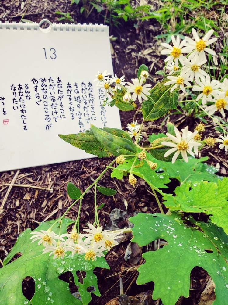 の画像 by こばちゃんさん | 野菊(ヨメナ?)と自然のままとお山の植物