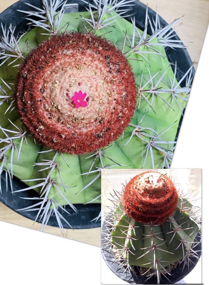バルコニー/ベランダの画像 by でんきちさん | バルコニー/ベランダとメロカクタスと癒しのサボテンの花とサボテン女子と可愛い小さい花とメロカクタス花座と花のある暮らし