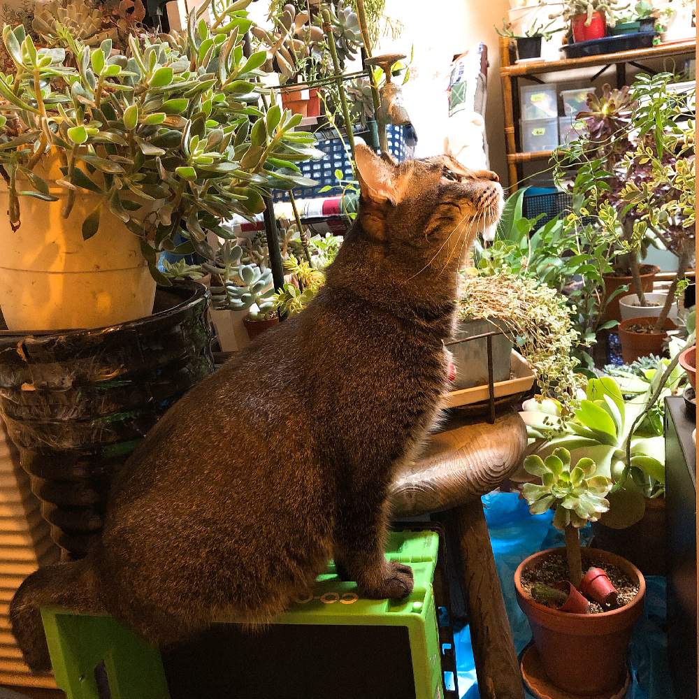 部屋の画像 by bonbuu Noirさん | 部屋とはっぱを楽しむと多肉植物とタニパトとボタニカルライフと千葉県とネコ好きとベランダガーデニングとはっぱと植中毒と多肉女子とネコと植物とプクプクとタニラーとベランダーとビザールプランツとバルコニストとむちむちぷくぷく