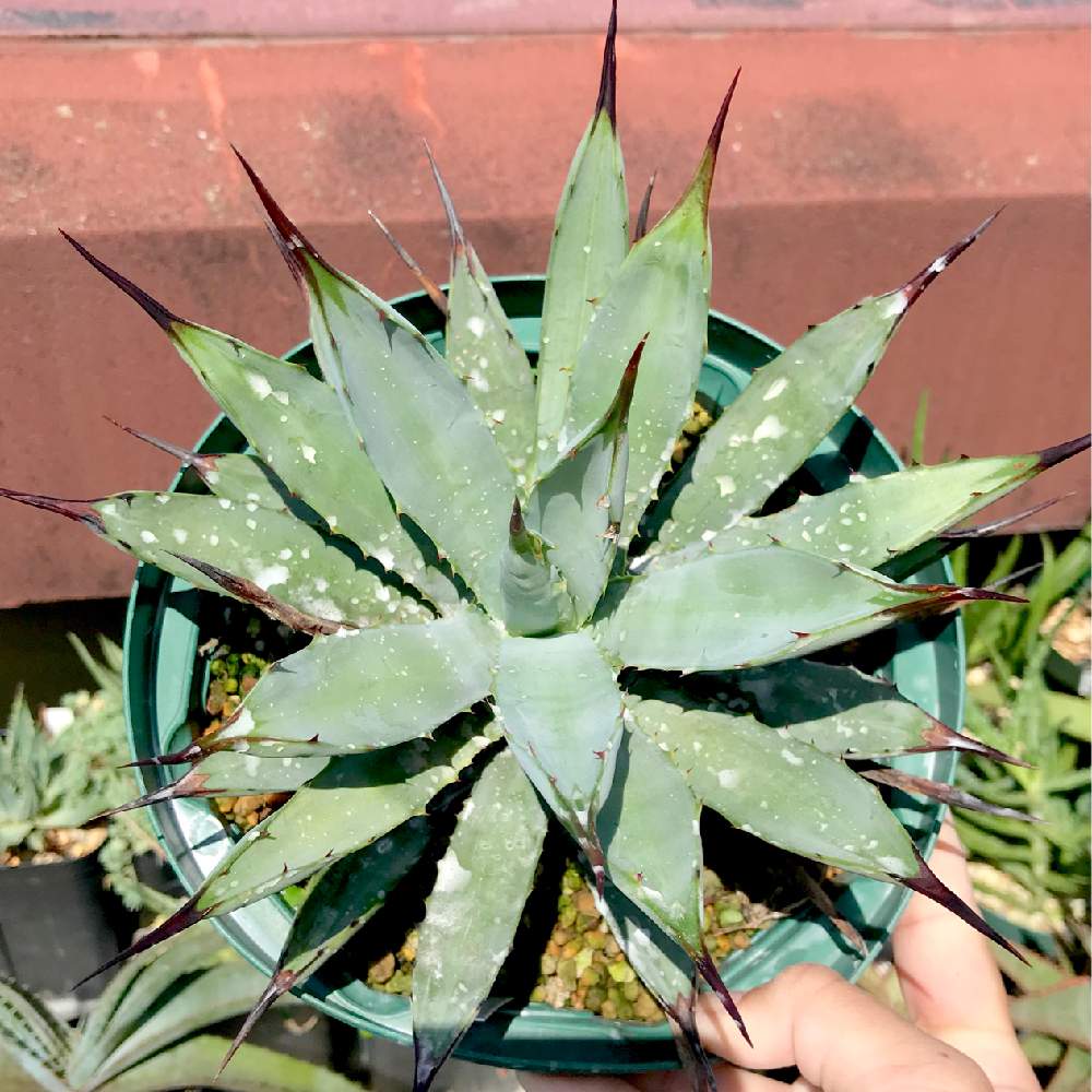 バルコニー/ベランダの画像 by たねさん | バルコニー/ベランダとアガベ・マクロアカンサとAgave macroacanthaと多肉植物と福岡とたねんちのアガベとagaveとアガベ属